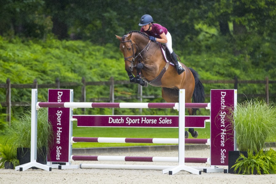 Gold Digger Z – Dutch Sport Horse Sales