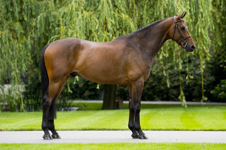 Gold Digger Z – Dutch Sport Horse Sales