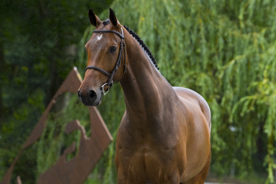 Gold Digger Z – Dutch Sport Horse Sales