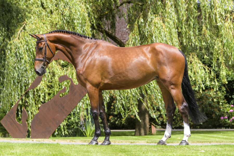 Gold Digger Z – Dutch Sport Horse Sales