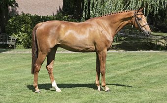 Gold Digger Z – Dutch Sport Horse Sales