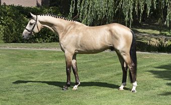 Gold Digger Z – Dutch Sport Horse Sales