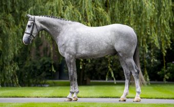 Gold Digger Z – Dutch Sport Horse Sales